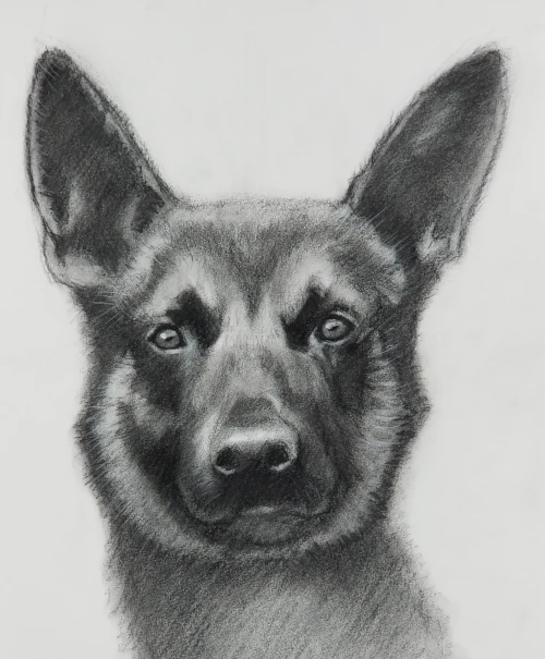 Charcoal drawing of K-9 police dog Yoda who found Pennsylvania fugitive by Gio Argentati 