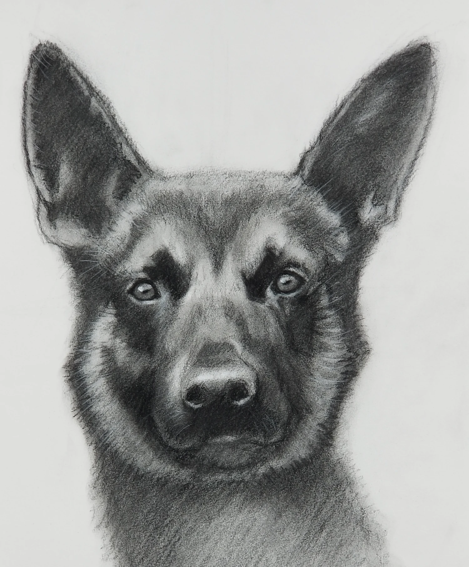 Charcoal drawing of K-9 police dog Yoda who found Pennsylvania fugitive by Gio Argentati 