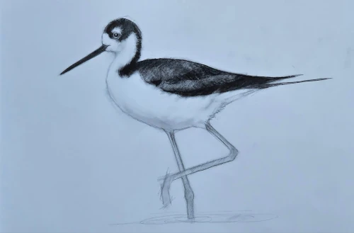 Charcoal drawing of black-necked stilt