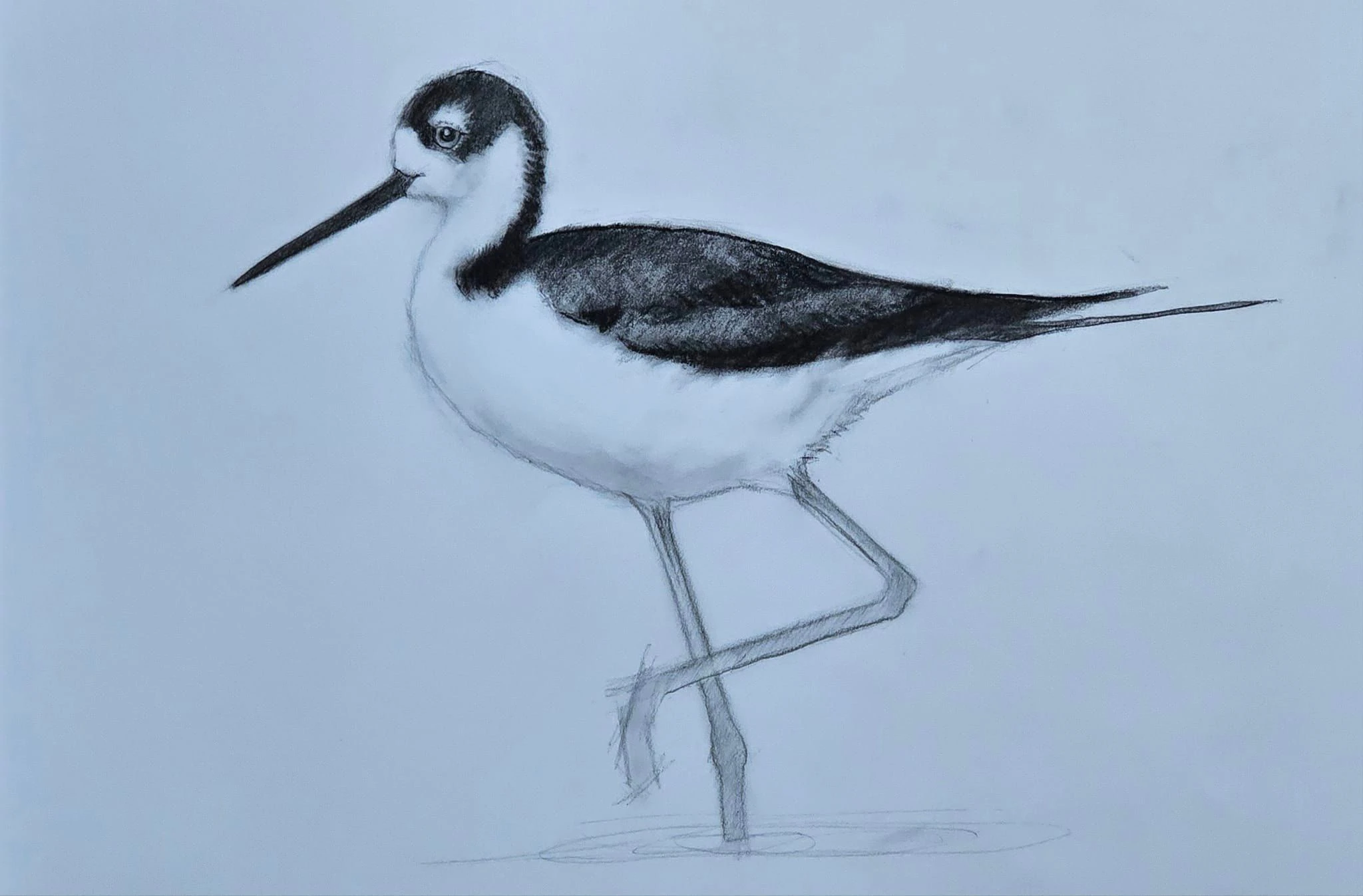 Charcoal drawing of black-necked stilt